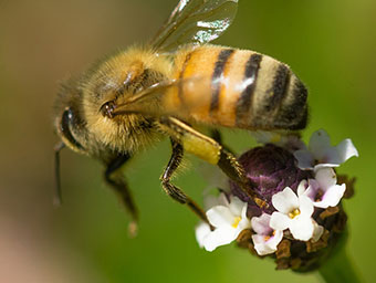 Honey Bee